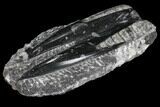 Polished Orthoceras (Cephalopod) Fossils - Morocco #96645-1